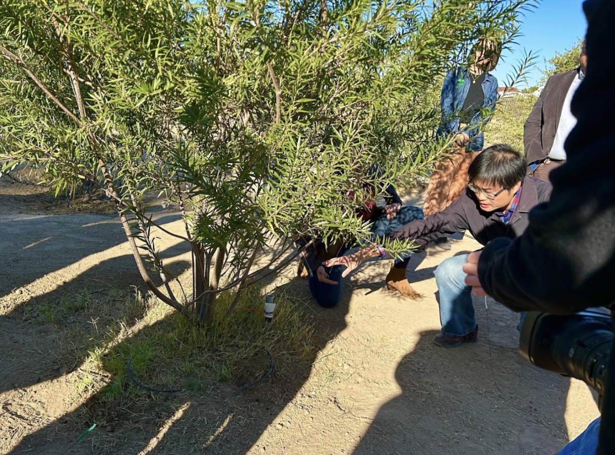 Bo Yang, lead researcher, explains the irrigation system of a sapling in the tree lot at the UA Campus Agricultural Center.
